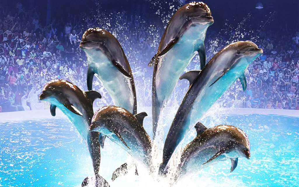 Dolphin & Seal Show – Dolphinarium
